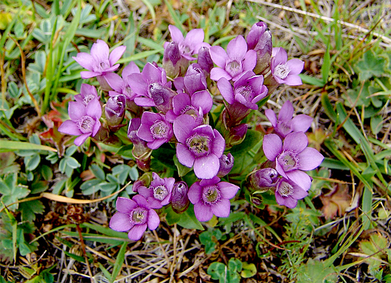 Изображение особи Gentianella caucasea.