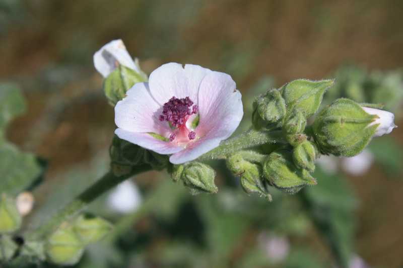 Image of Althaea officinalis specimen.