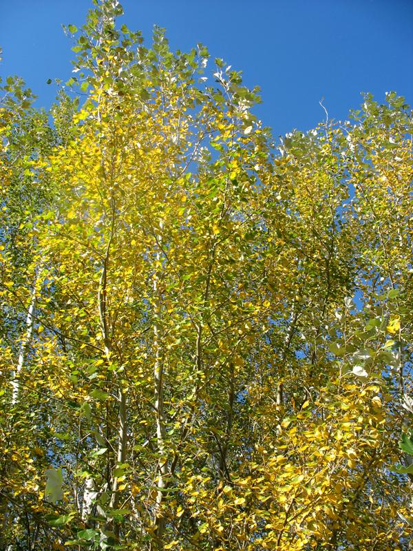 Image of Populus alba specimen.