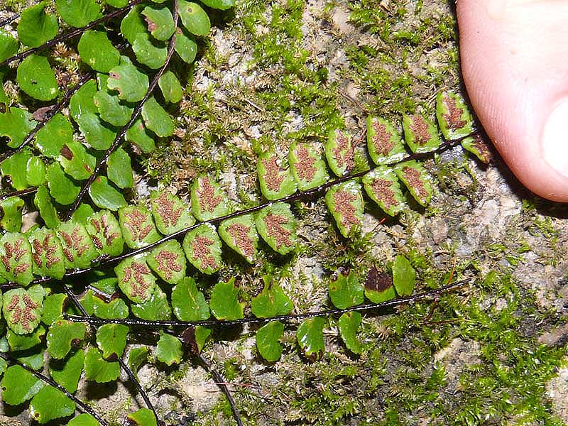 Image of Asplenium trichomanes specimen.