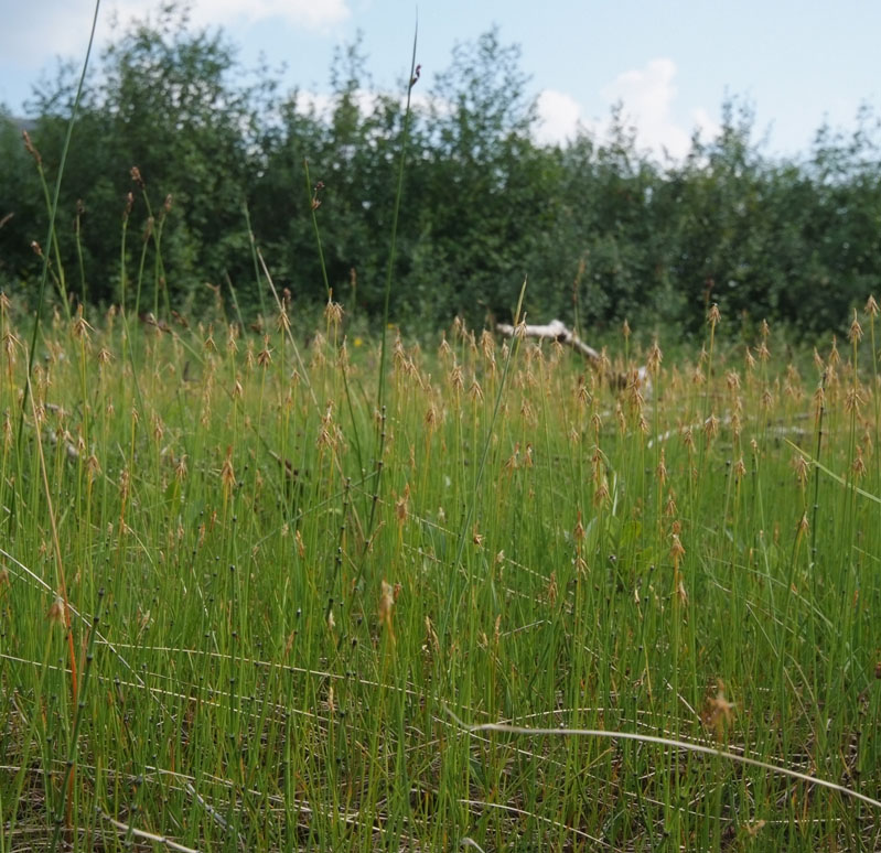 Image of Carex microglochin specimen.
