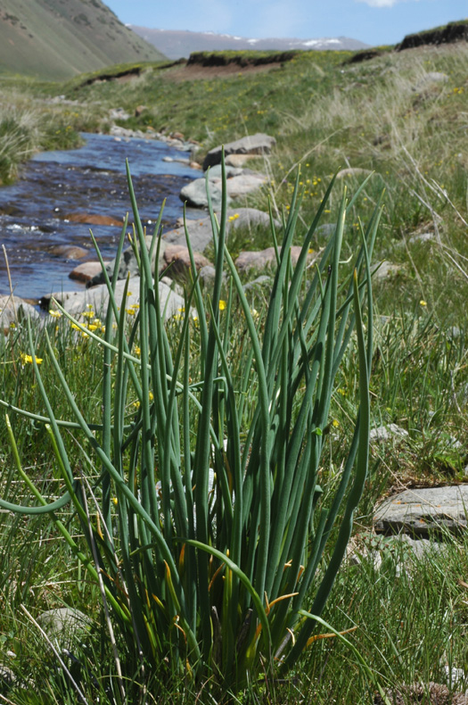 Image of Allium karelinii specimen.