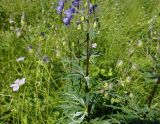 Aconitum baicalense. Средняя часть побега с боковыми соцветиями в бутонах. Иркутская обл., Иркутский р-н, окр. дер. Позднякова, заболоченный луг с редкими кустарниками. 07.08.2015.