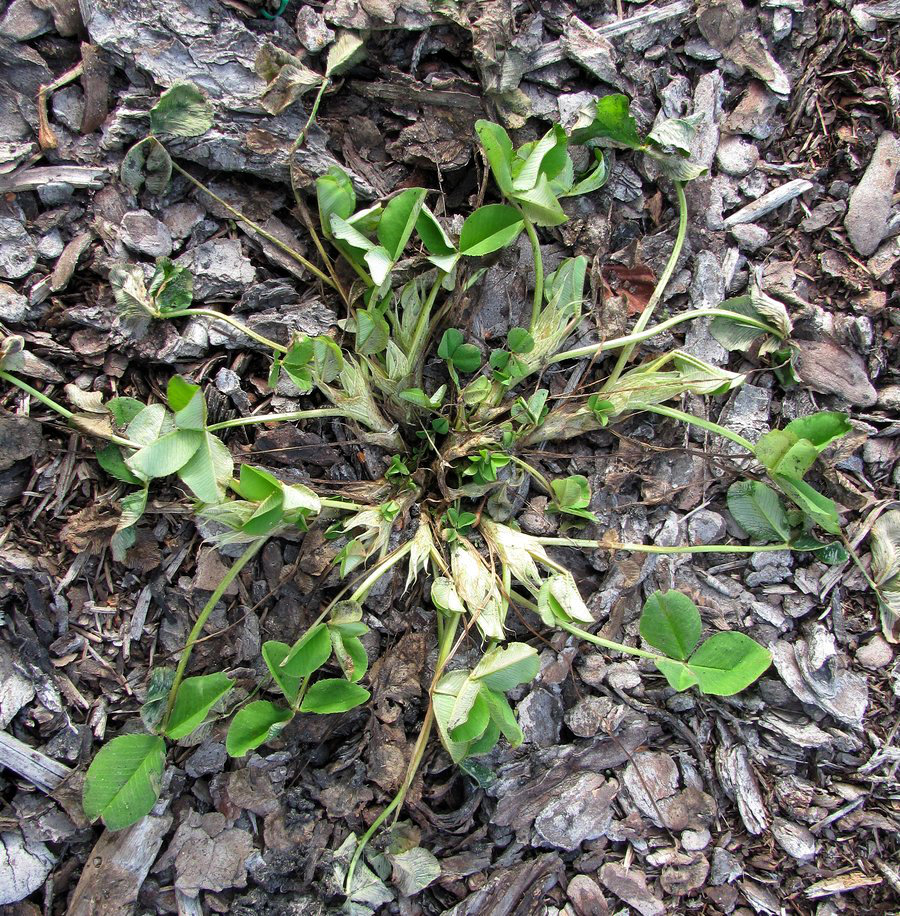 Image of Trifolium pratense specimen.