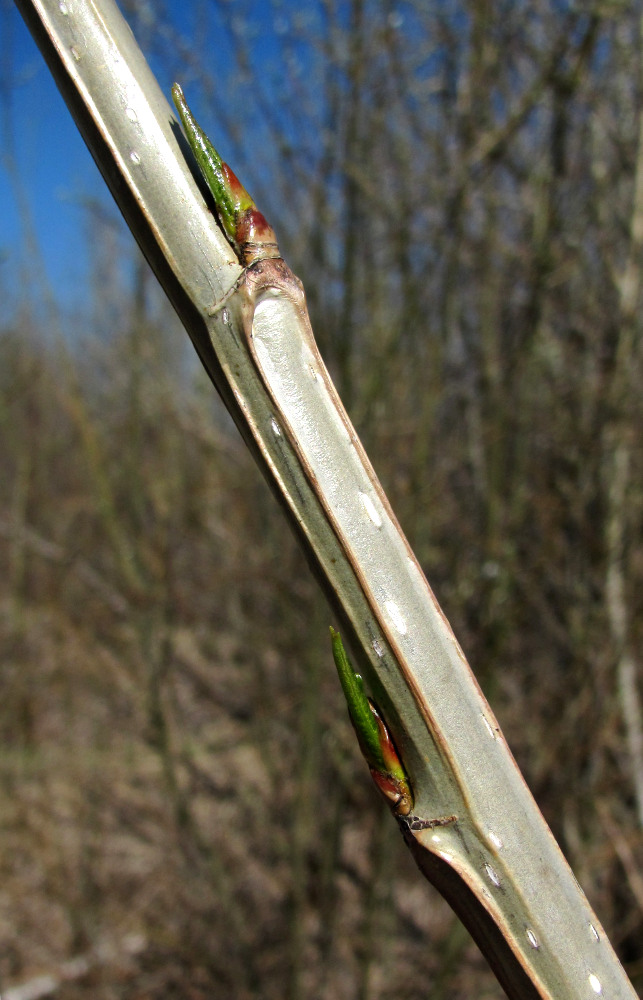 Image of Populus laurifolia specimen.