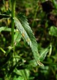 Rhinanthus serotinus