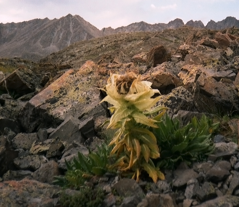 Изображение особи Saussurea orgaadayi.