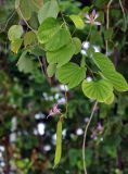 Bauhinia variegata. Верхушка ветви с цветками и незрелым плодом. Таиланд, остров Пханган. 25.06.2013.