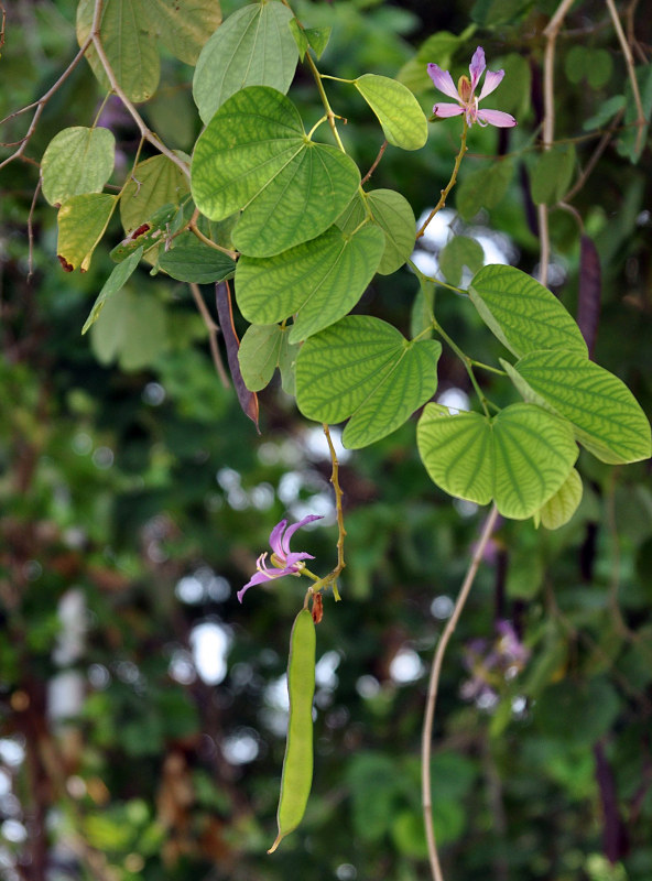 Изображение особи род Bauhinia.