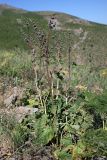 Phlomoides brachystegia