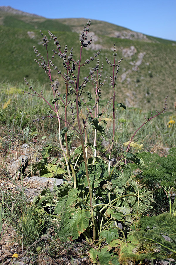 Image of Phlomoides brachystegia specimen.