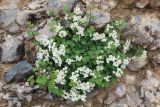 Spiraea pilosa