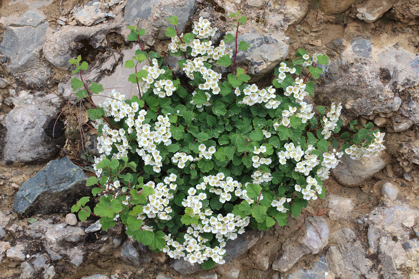 Image of Spiraea pilosa specimen.