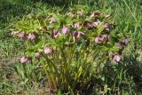 Helleborus purpurascens