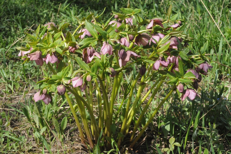 Image of Helleborus purpurascens specimen.