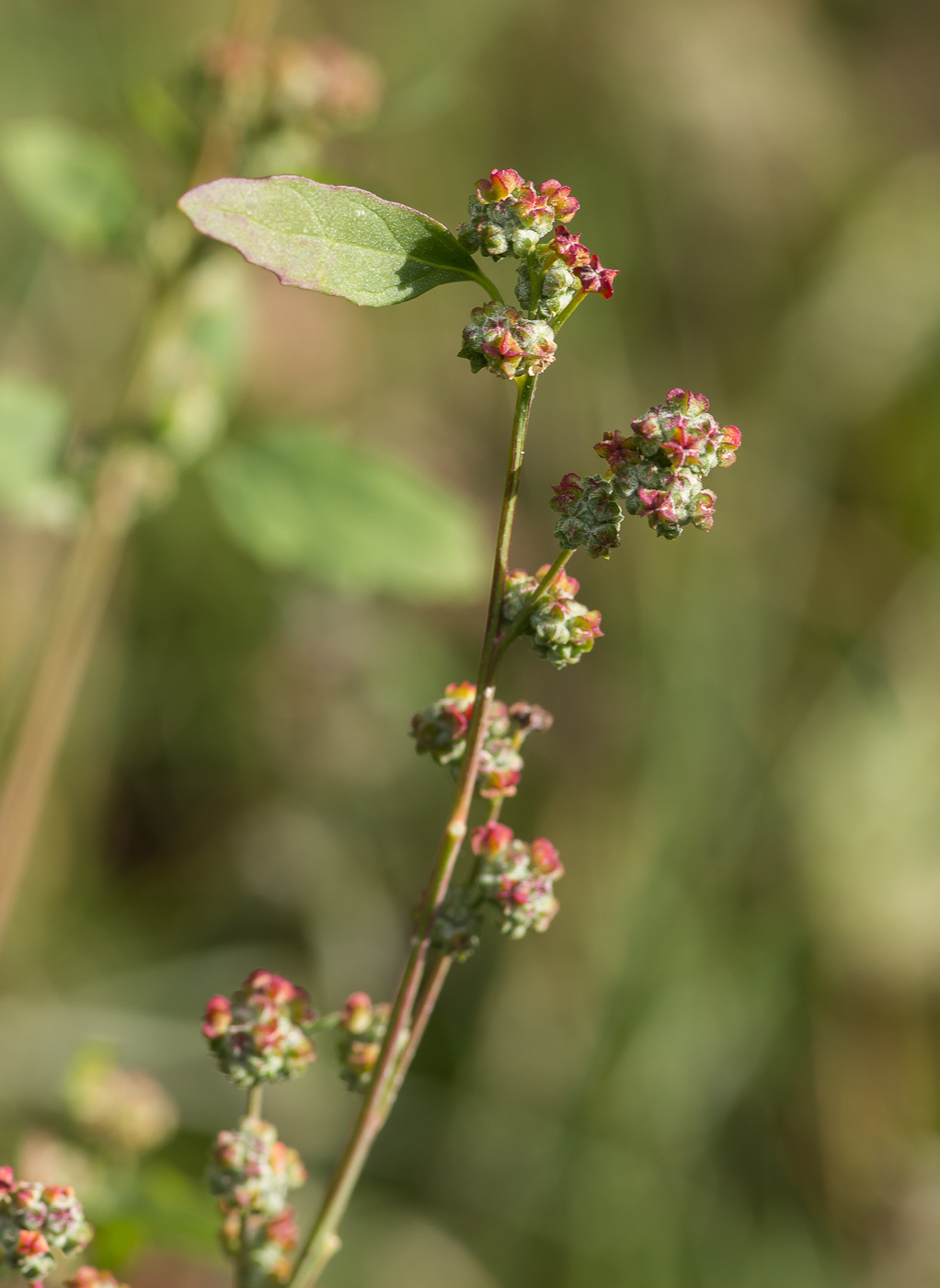 Изображение особи Chenopodium album.