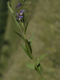 Polygala sibirica