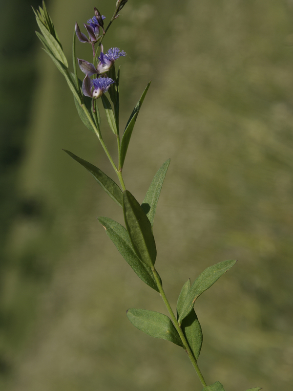 Image of Polygala sibirica specimen.