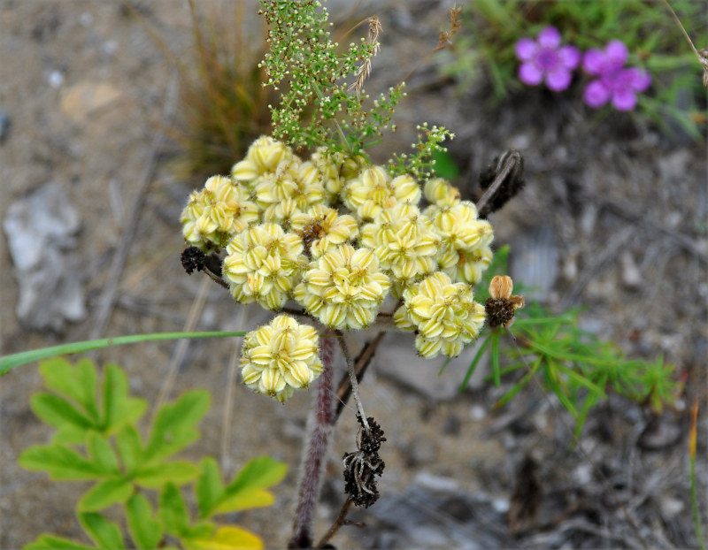 Изображение особи Glehnia litoralis.