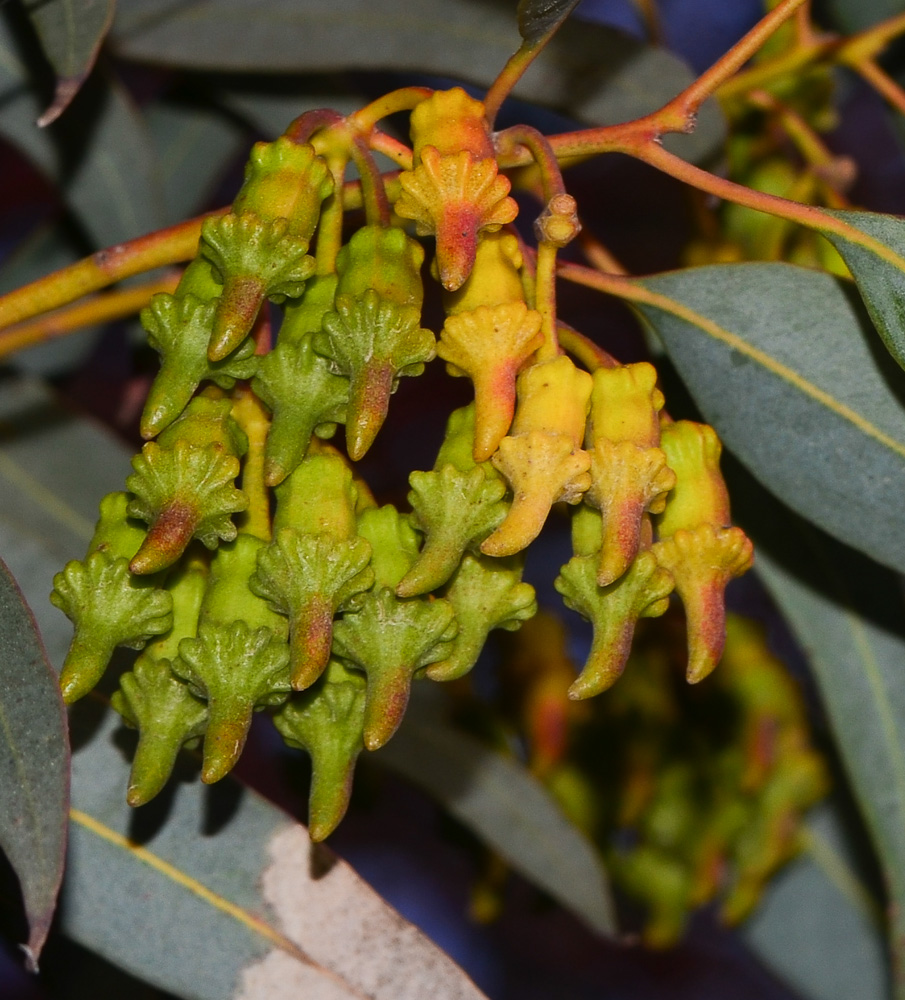 Изображение особи Eucalyptus torquata.