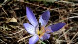 Crocus speciosus. Цветок. ЮБК, Ялта, хребет Иограф. 04.11.2015.