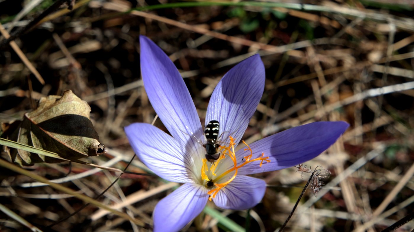 Image of Crocus speciosus specimen.