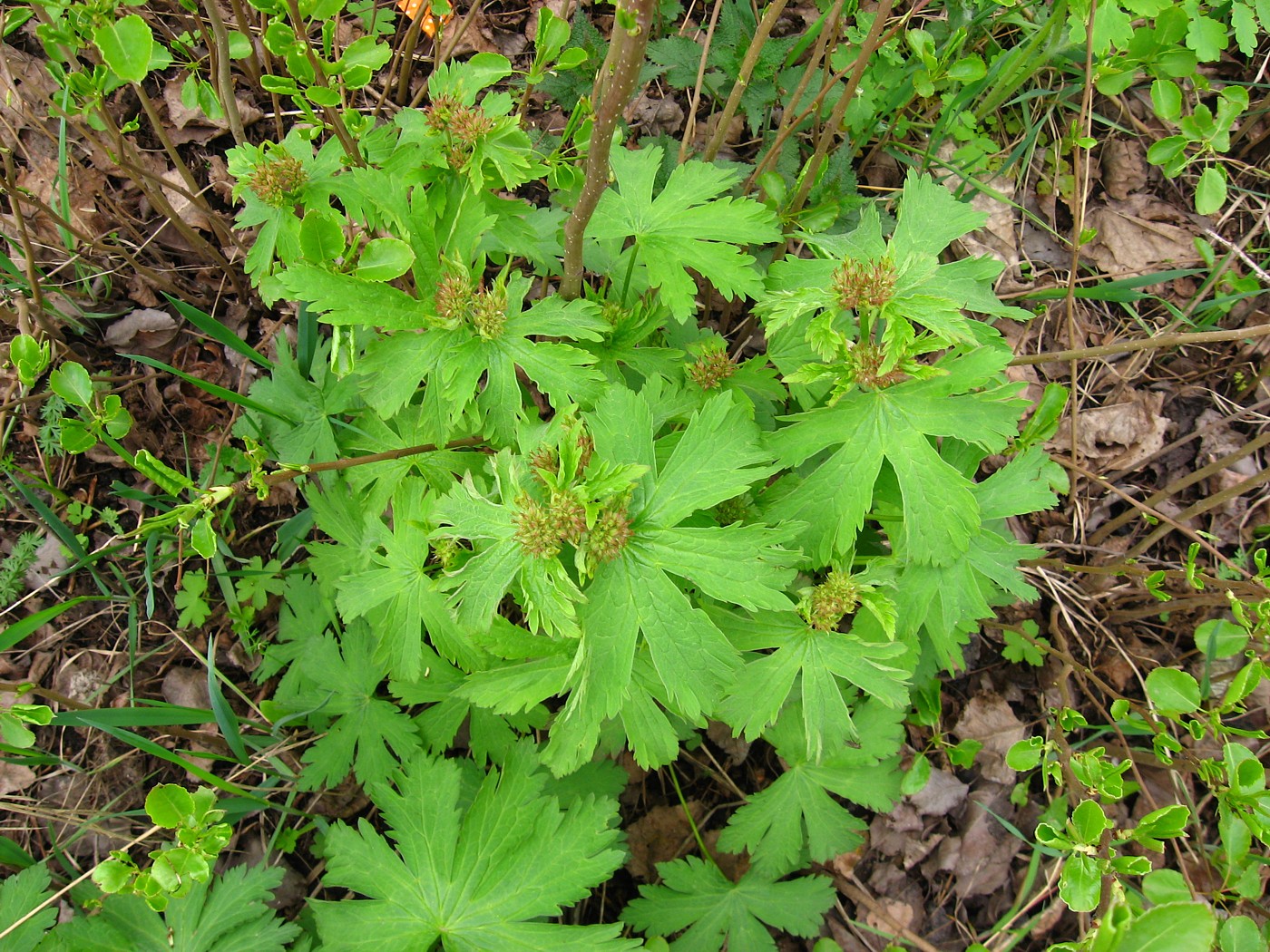 Image of Geranium sylvaticum specimen.