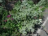 Salvia canariensis. Цветущее растение в сообществе кустарников у обочины дороги. Испания, Канарские о-ва, Гран Канария, муниципалитет Agüimes, ущелье Barranco de Guayadeque. 26 февраля 2010 г.