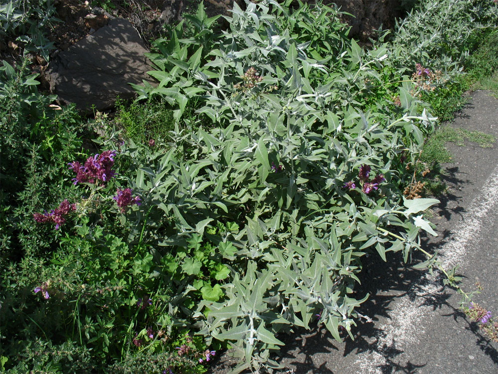 Изображение особи Salvia canariensis.