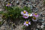 View full-size image familia Asteraceae
