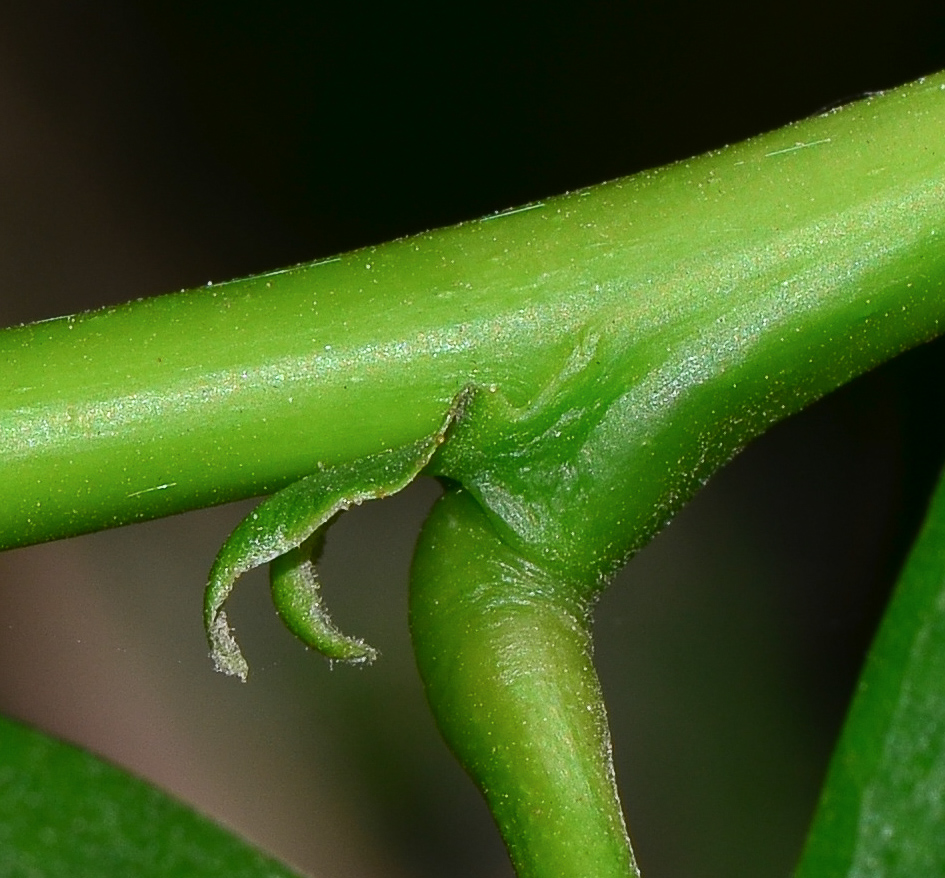 Изображение особи Schotia latifolia.