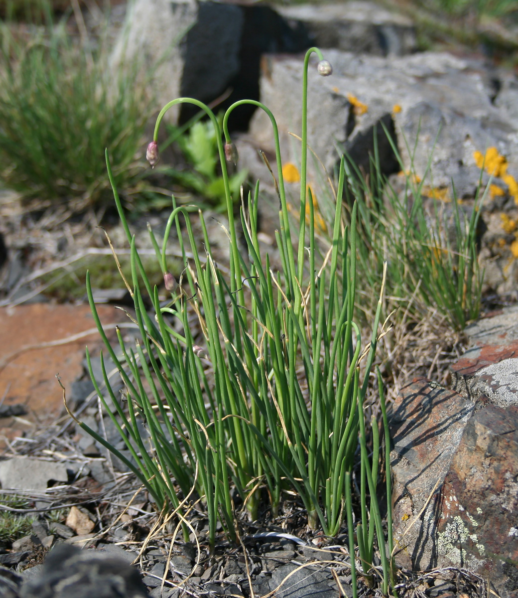 Image of Allium rubens specimen.
