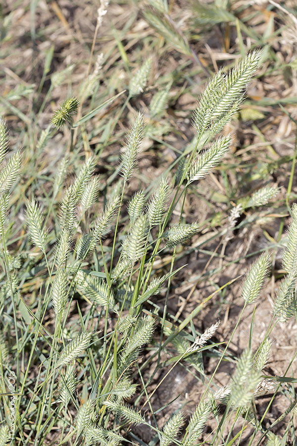 Изображение особи Agropyron pectinatum.