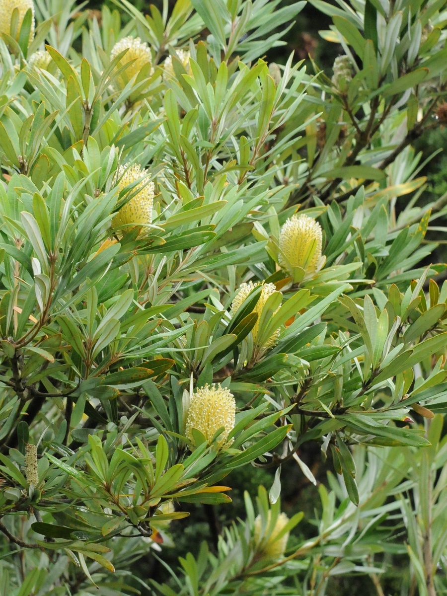 Image of Banksia integrifolia specimen.