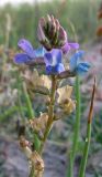 Oxytropis glabra