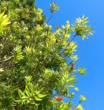 Callistemon speciosus. Верхушка растения с соцветиями. Монако, площадь у Океанографического музея, в культуре. 23.07.2014.