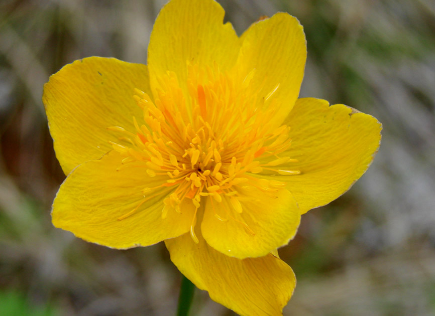 Image of Trollius uncinatus specimen.