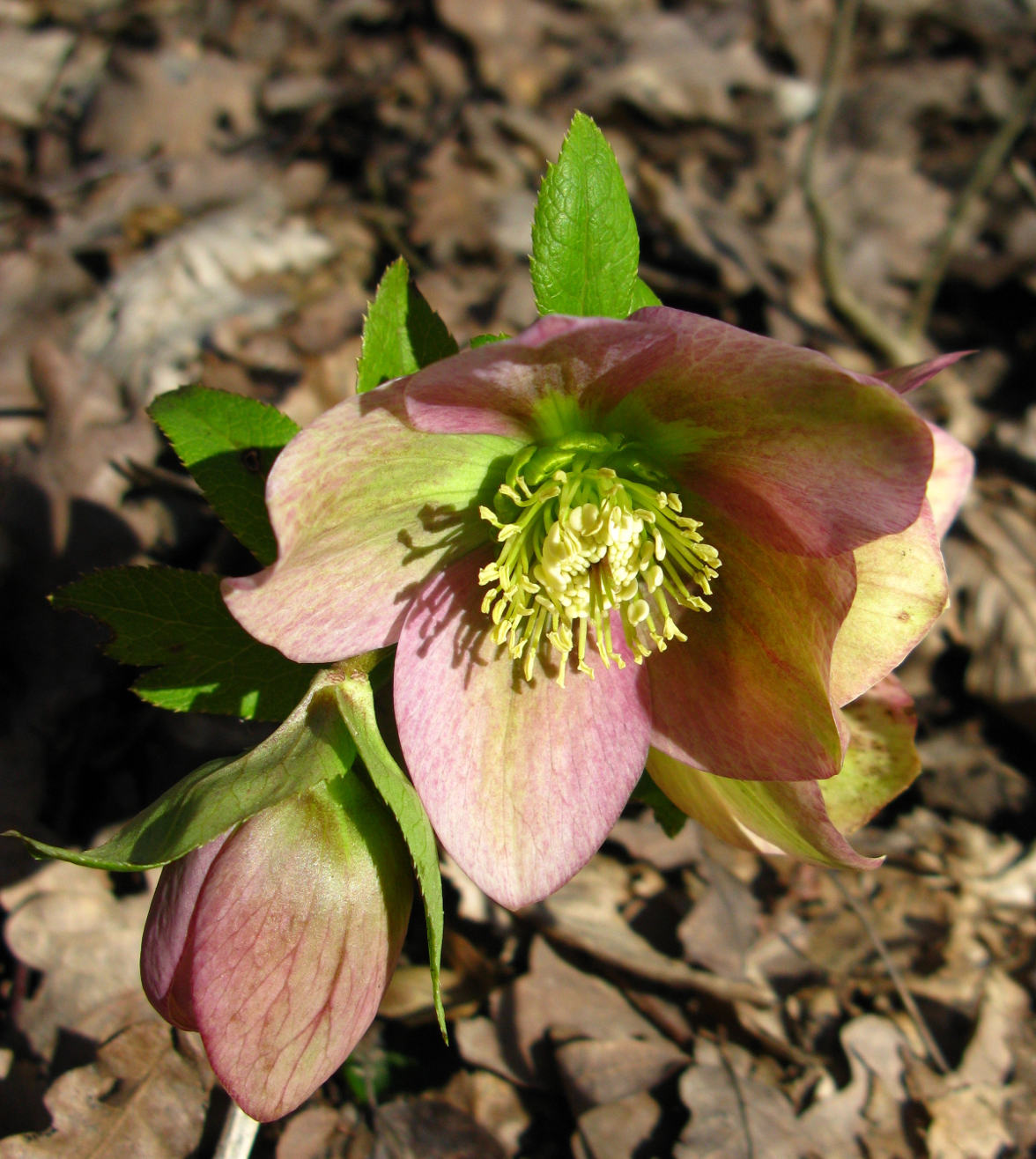 Image of Helleborus caucasicus specimen.