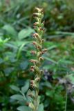 Goodyera repens