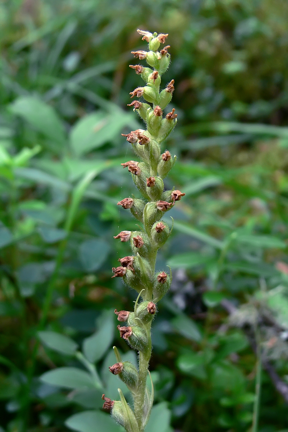 Изображение особи Goodyera repens.