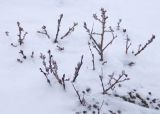 Salix lanata. Зимующее растение. Кольский п-ов, Восточный Мурман, окр. пос. Туманный. 25.02.2015.