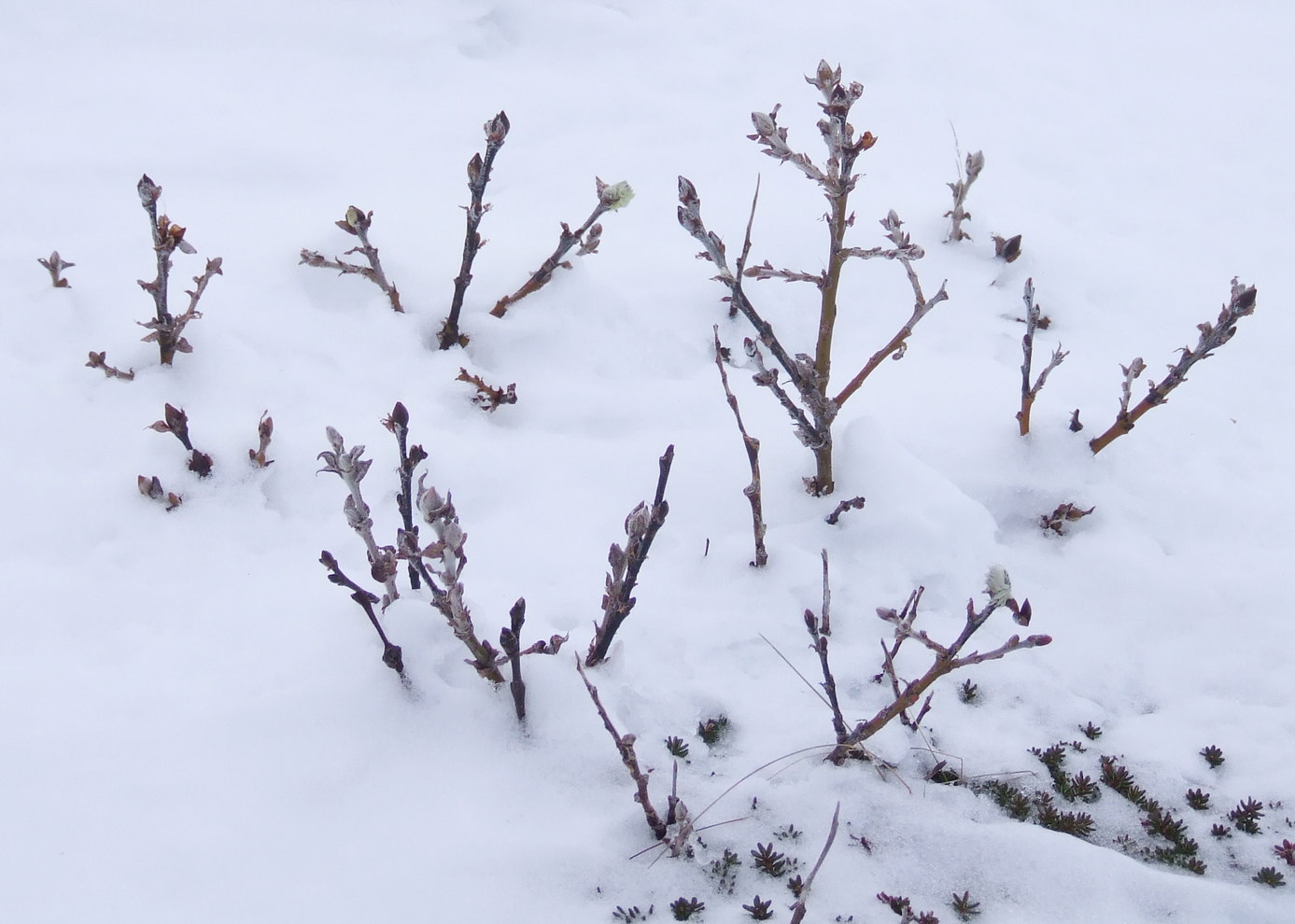 Изображение особи Salix lanata.