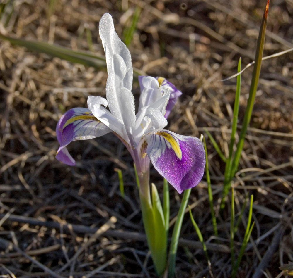 Изображение особи Iridodictyum kolpakowskianum.