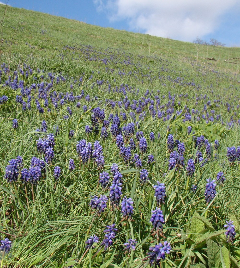 Изображение особи Muscari neglectum.