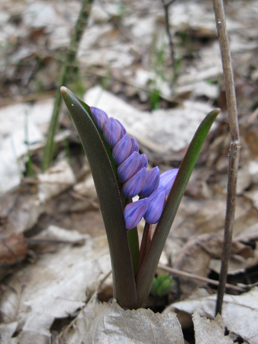 Изображение особи Scilla bifolia.