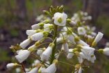 Cardamine tenera