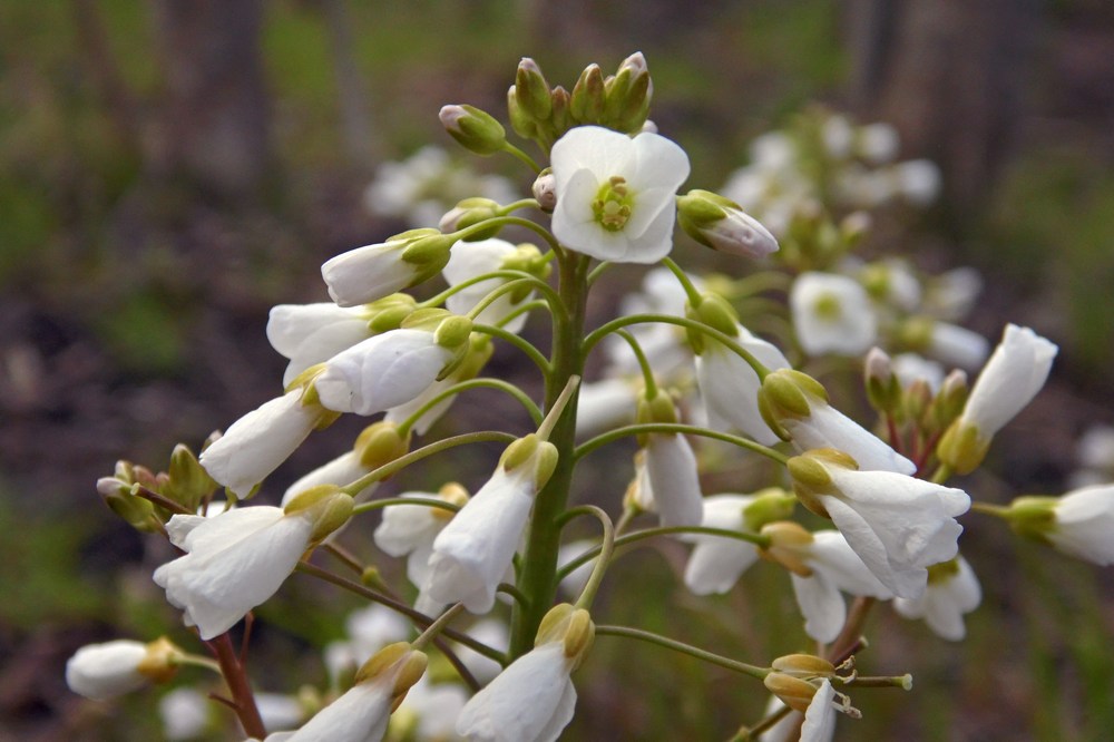 Изображение особи Cardamine tenera.