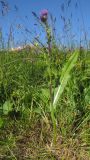 Cirsium simplex. Цветущее растение. Адыгея, Кавказский биосферный заповедник, северо-восточный склон горы Оштен, ≈ 2050 м н.у.м., субальпийский луг. 19.07.2015.
