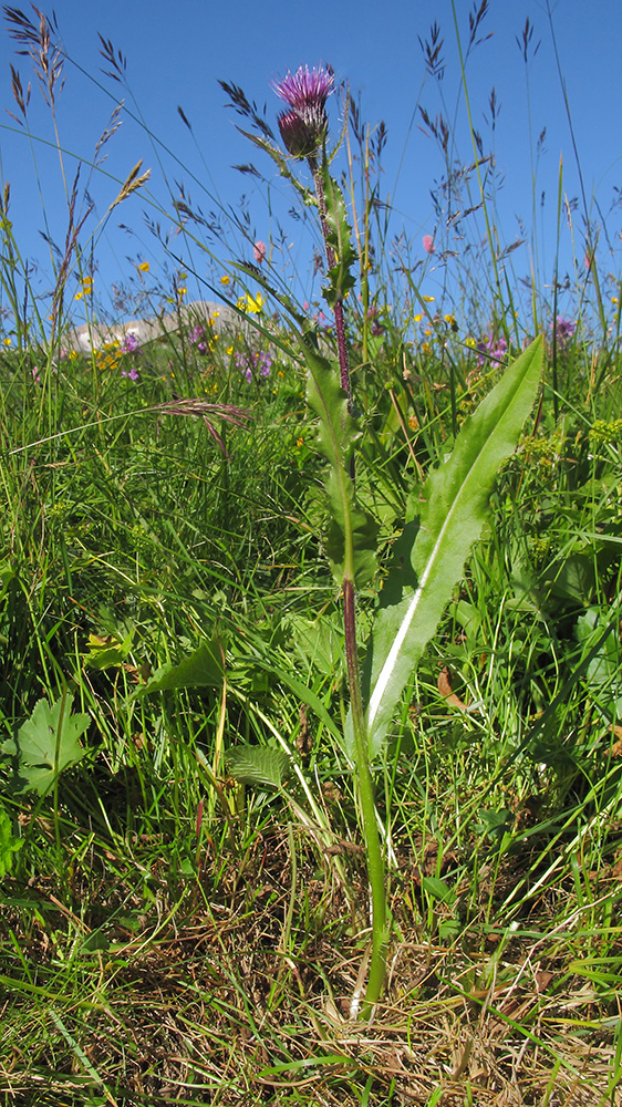 Изображение особи Cirsium simplex.