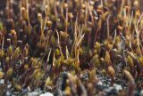 Polytrichum strictum. Гаметофиты с развивающимися молодыми и прошлогодними спорофитами на лишайниково-моховой подушке на камне в заболоченной кустарничковой тундре. Мурманская обл., окр. пос. Росляково. 17.04.2016.